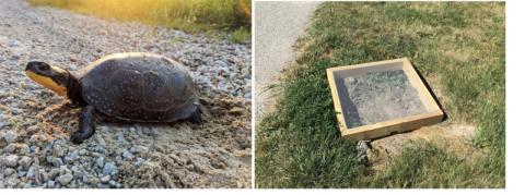 turtle on grass beside a wood box turtle protector